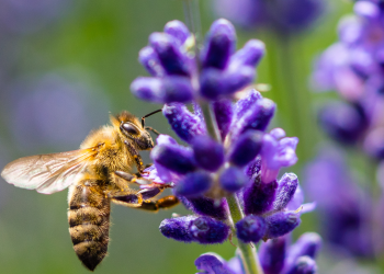 Gli impatti ambientali dell’agricoltura convenzionale vs biologica