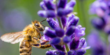 Gli impatti ambientali dell’agricoltura convenzionale vs biologica