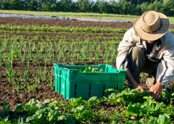 Le differenze nutrizionali tra alimenti biologici e convenzionali