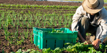 Le differenze nutrizionali tra alimenti biologici e convenzionali