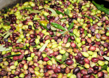 Olive al frantoio per il controllo di peso, resa e molitura
