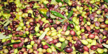 Olive al frantoio per il controllo di peso, resa e molitura