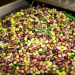 Olive al frantoio per il controllo di peso, resa e molitura